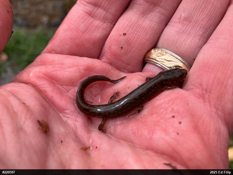 Northern Two-lined Salamander