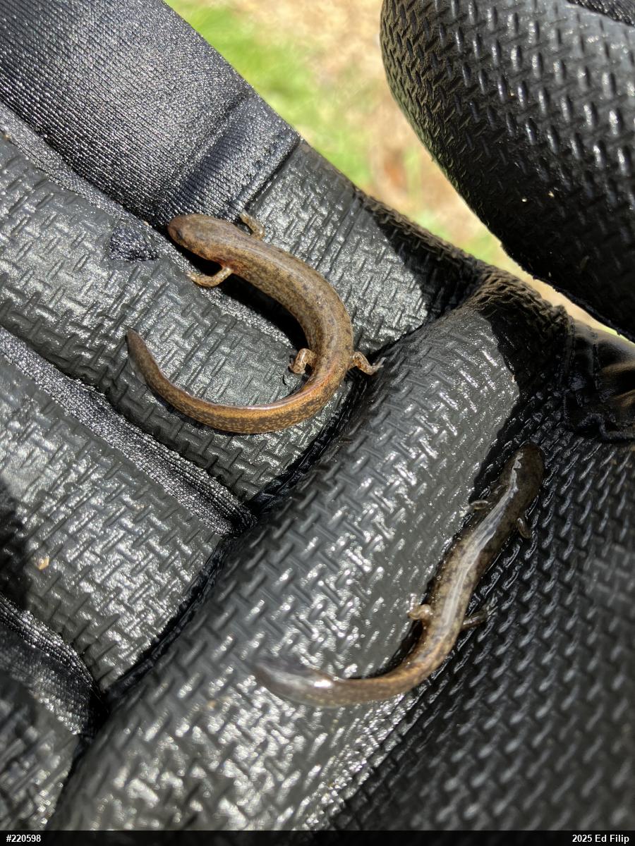 Northern Two-lined Salamander