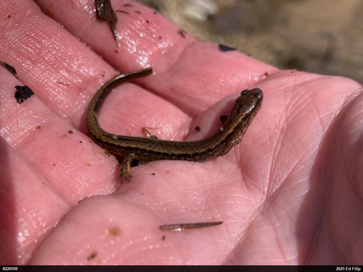 Northern Two-lined Salamander