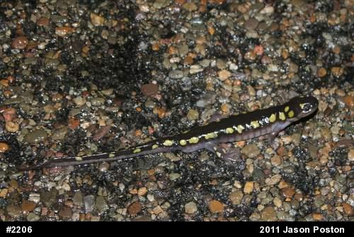 Spotted Salamander