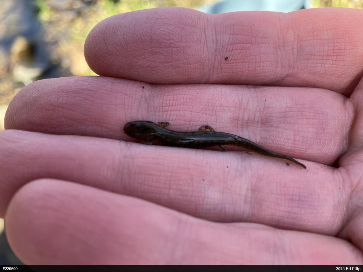 Northern Two-lined Salamander