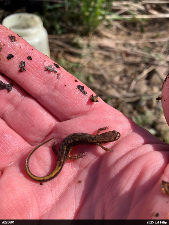 Northern Two-lined Salamander