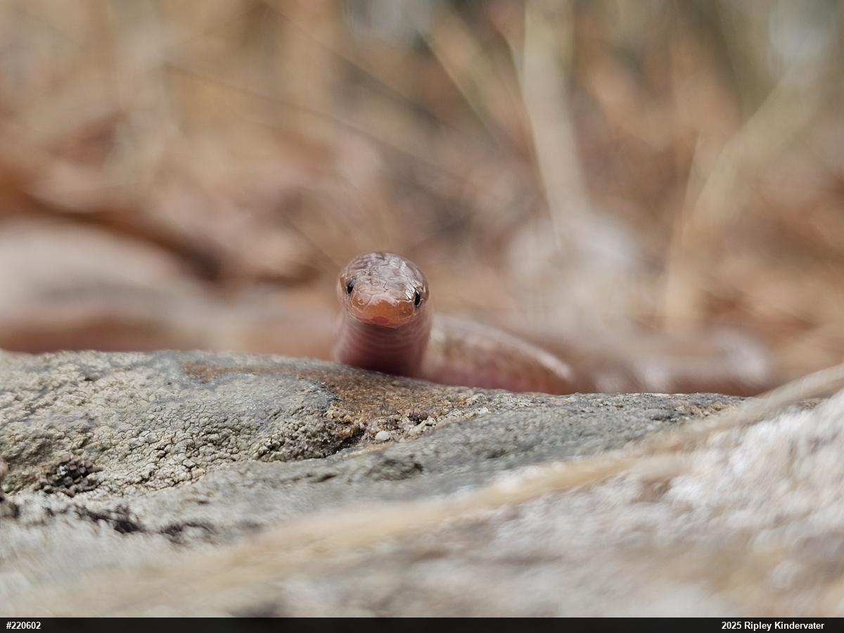 Eastern Wormsnake