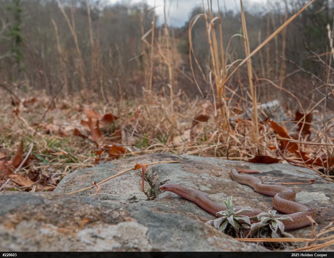 Eastern Wormsnake