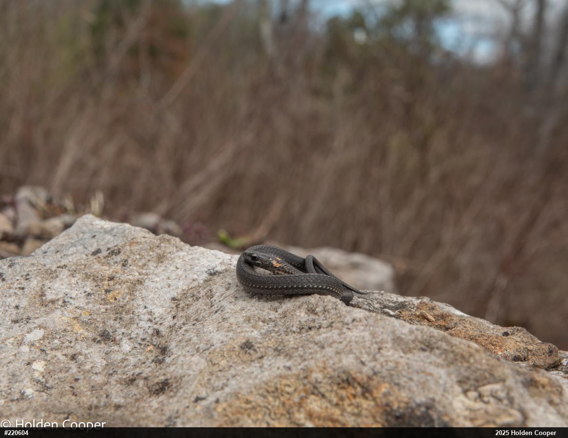 Red-bellied Snake