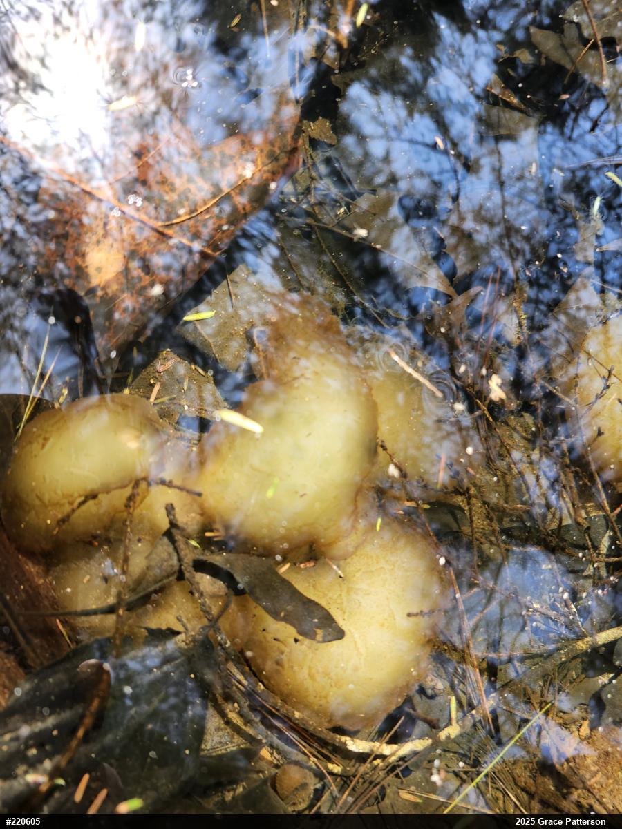 Spotted Salamander