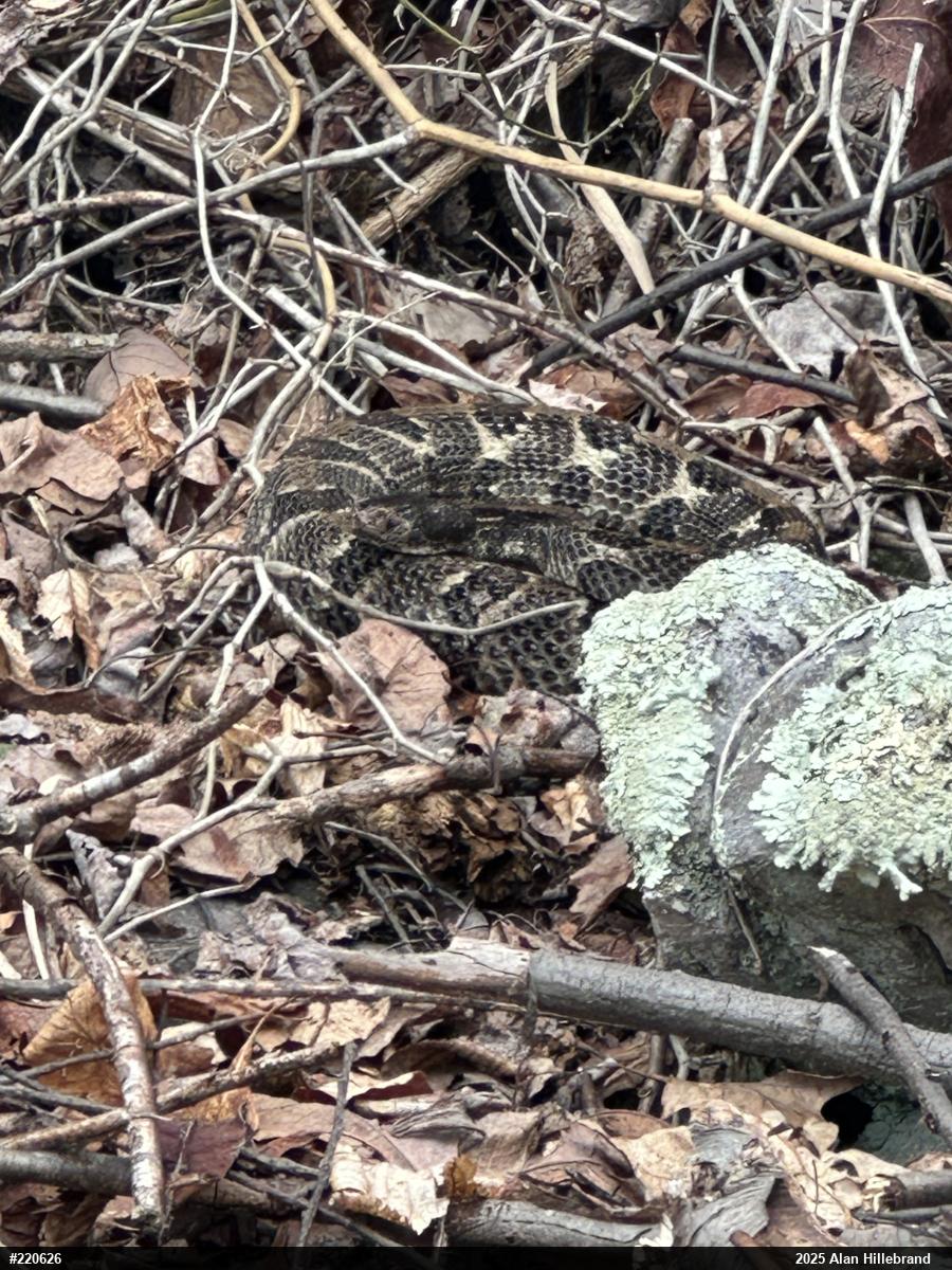 Timber Rattlesnake