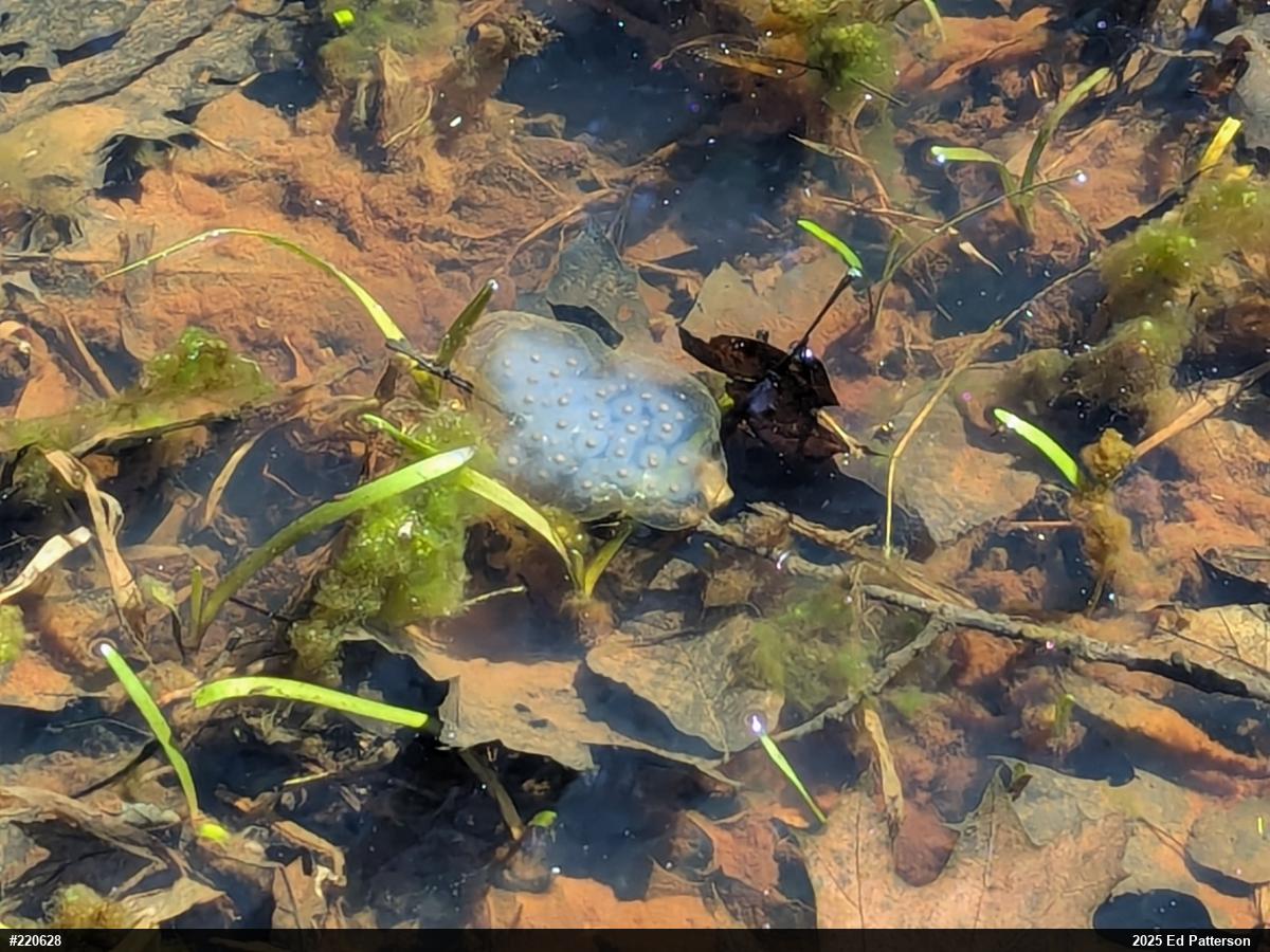 Spotted Salamander