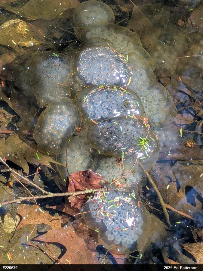 Spotted Salamander