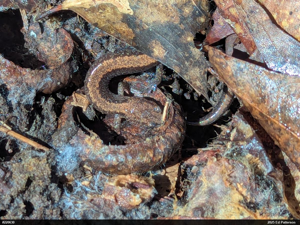 Eastern Red-backed  Salamander