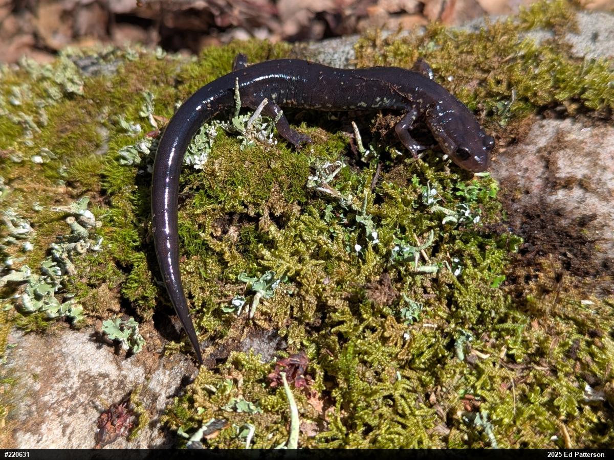 Wehrle's Salamander