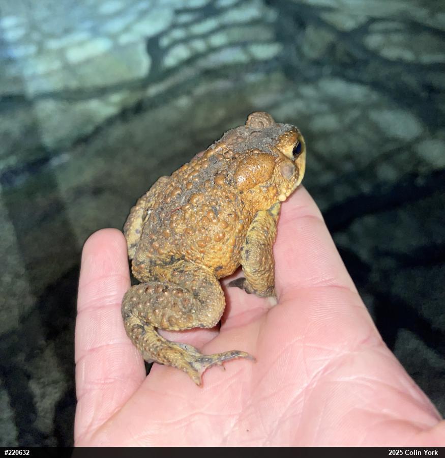 Eastern American Toad