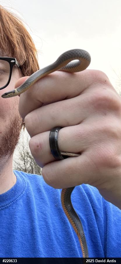 Northern Ring-necked Snake