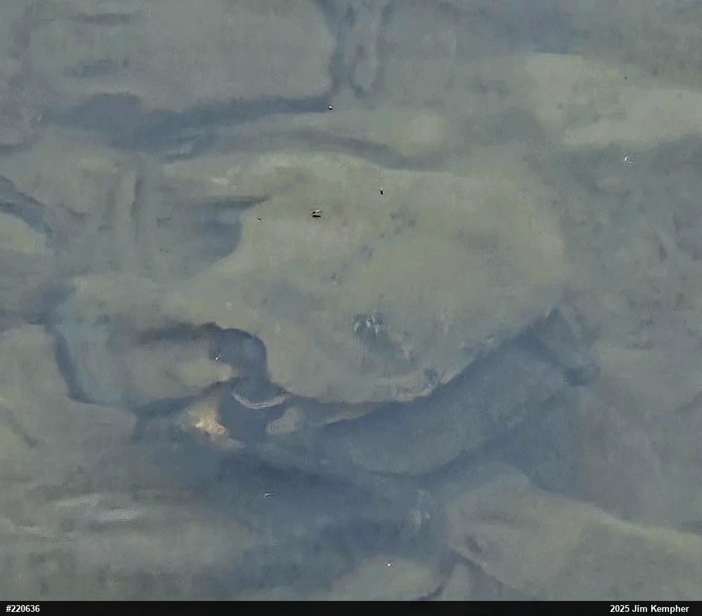 Wood Turtle