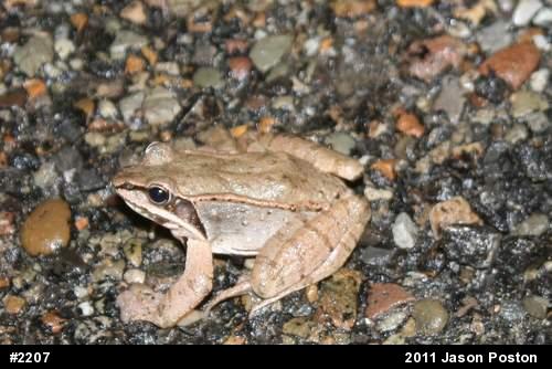 Wood Frog