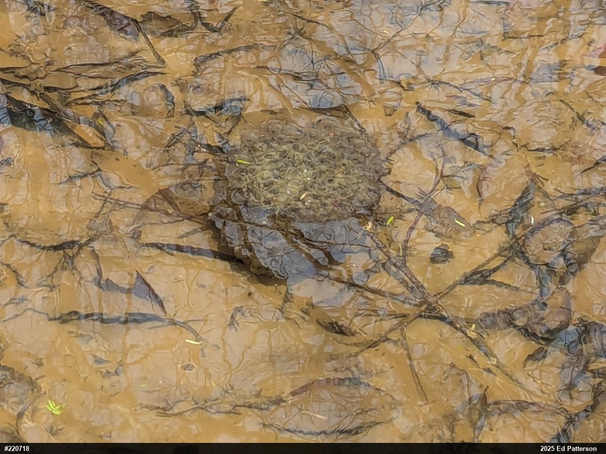 Wood Frog