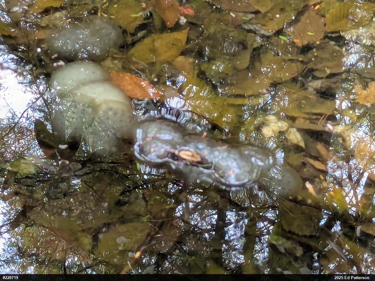 Spotted Salamander