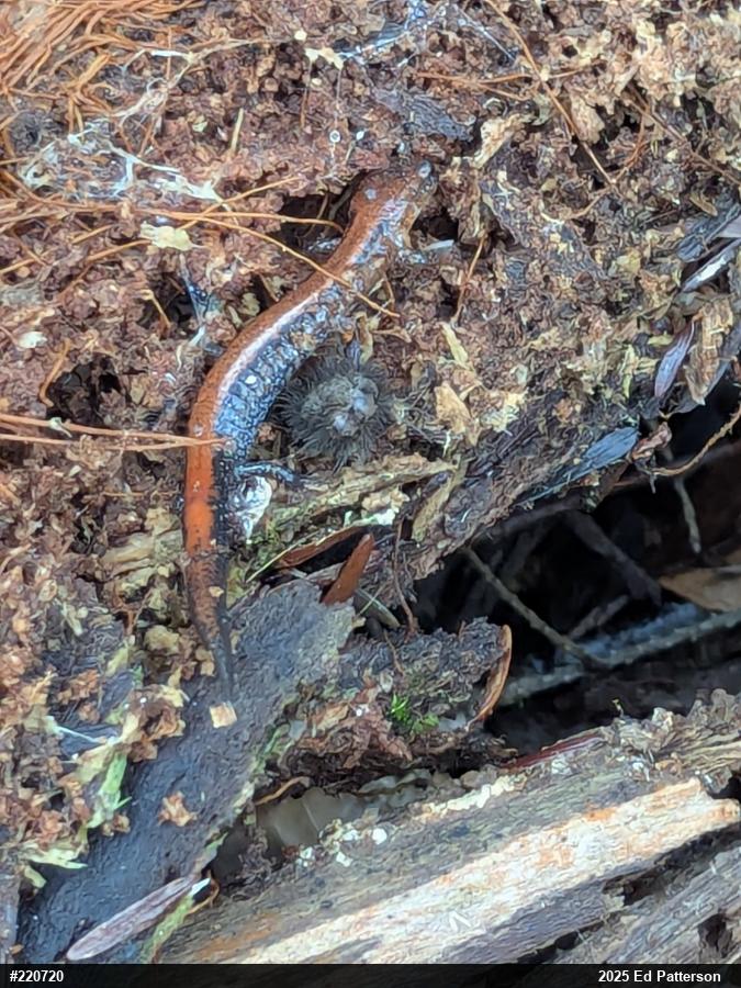 Eastern Red-backed  Salamander