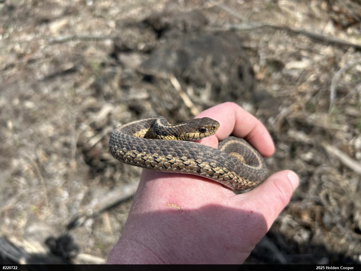 Eastern Gartersnake