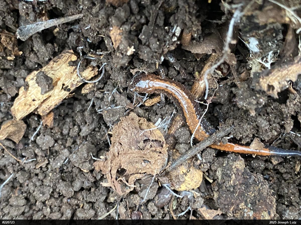 Eastern Red-backed  Salamander