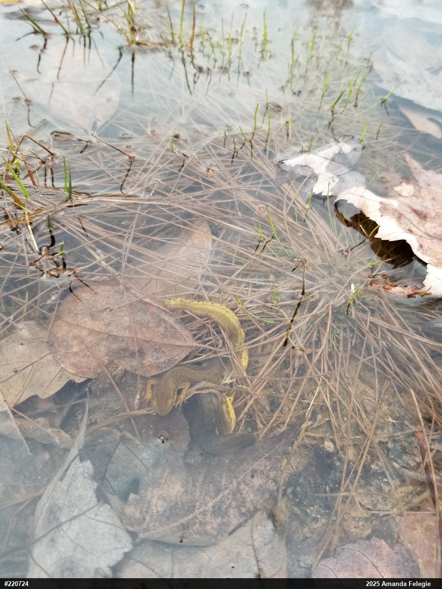 Red-spotted Newt