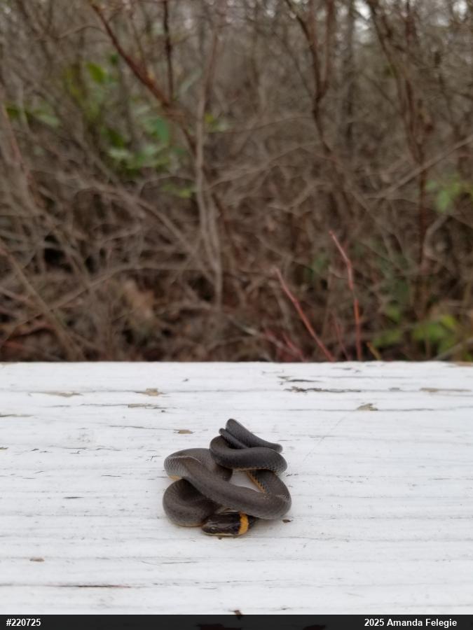 Northern Ring-necked Snake