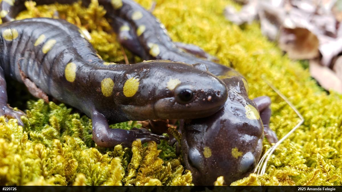 Spotted Salamander