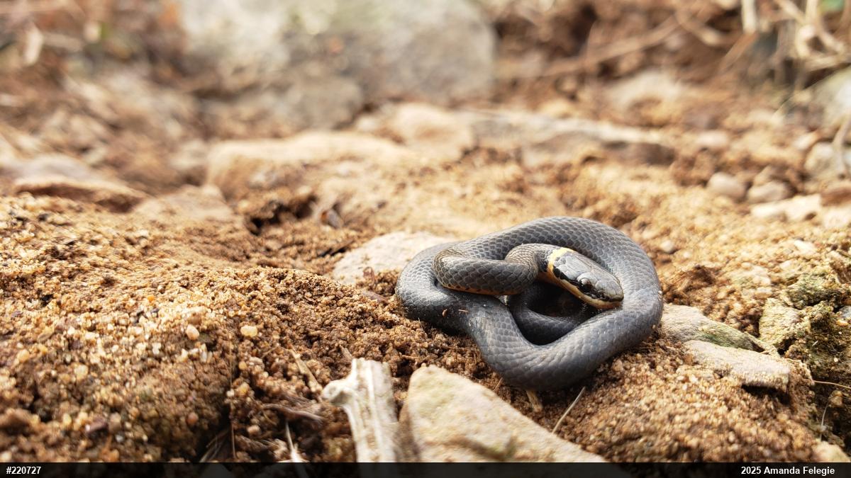Northern Ring-necked Snake