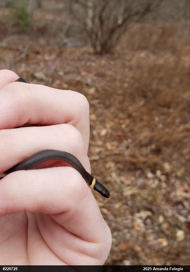 Northern Ring-necked Snake