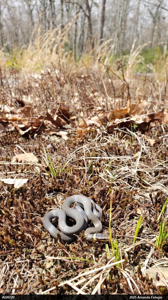 Northern Ring-necked Snake