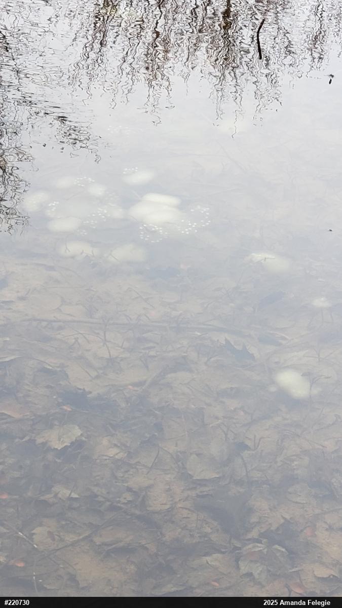 Spotted Salamander