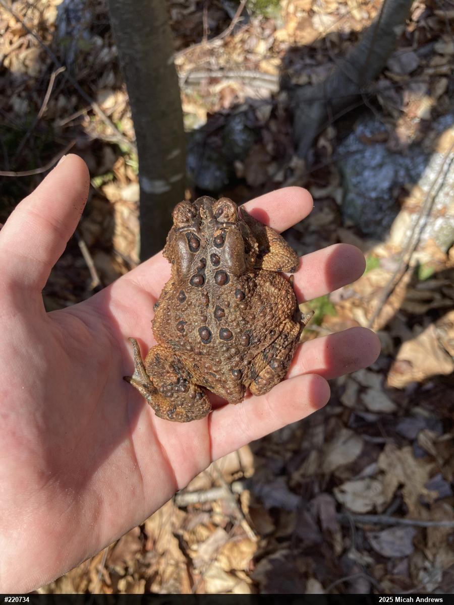 Eastern American Toad