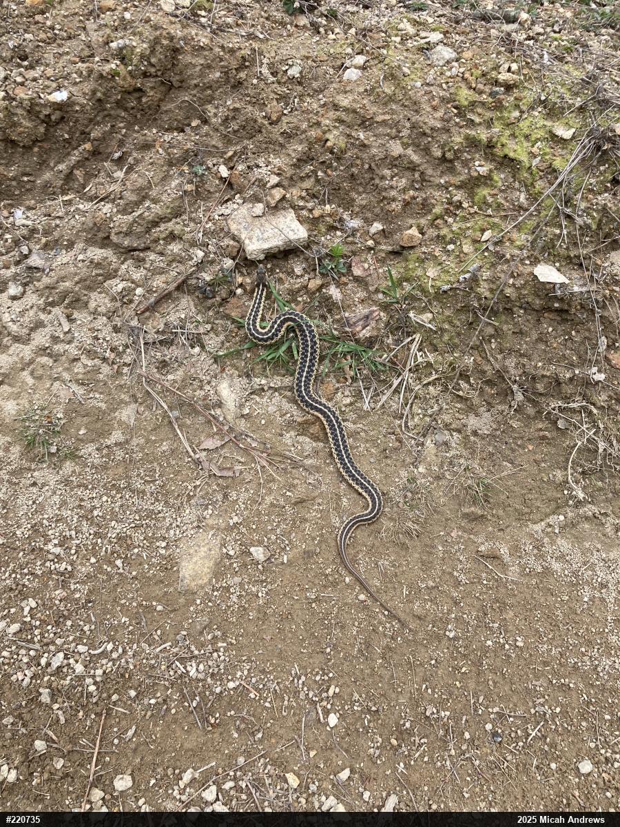 Eastern Gartersnake