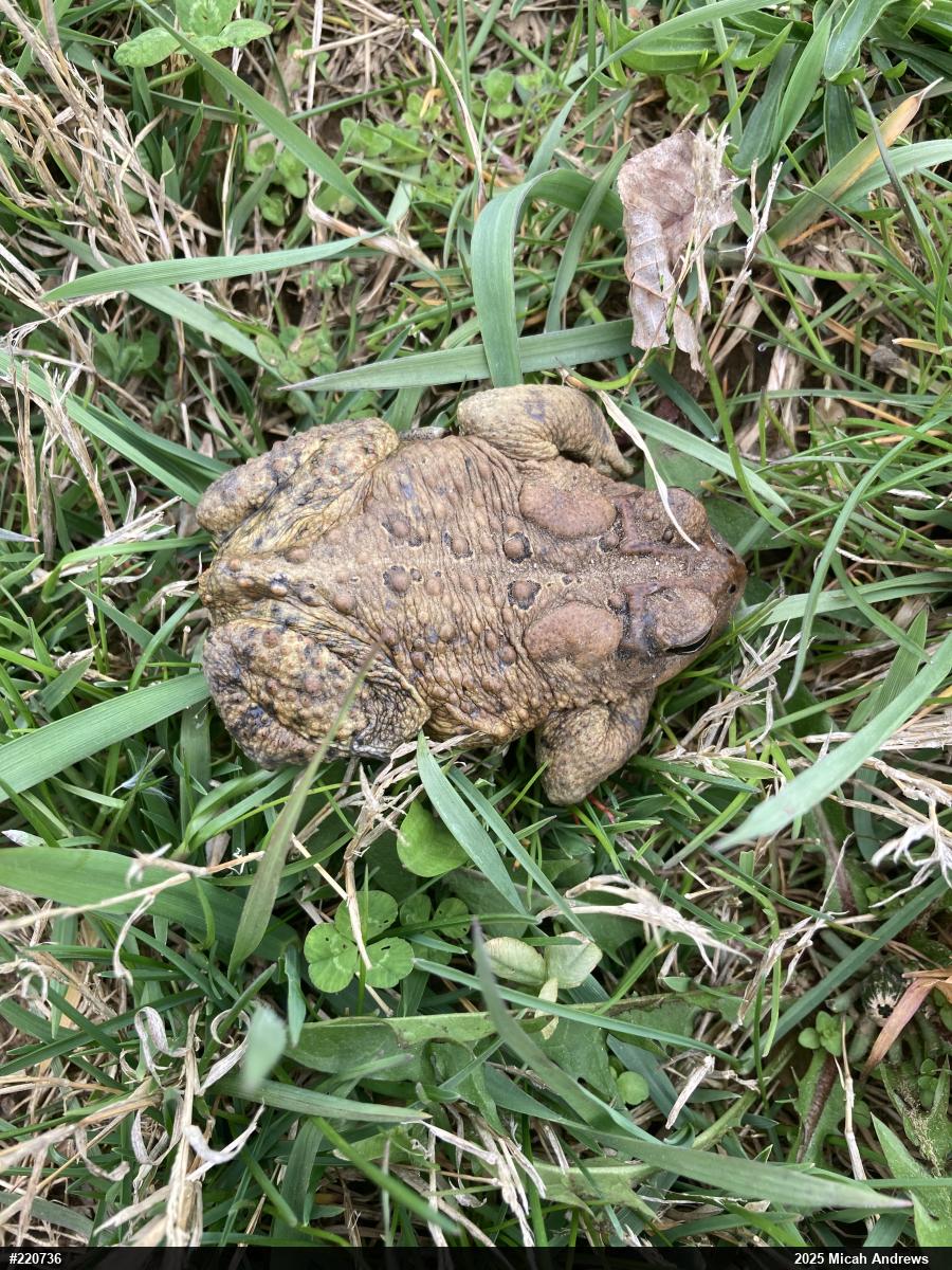 Eastern American Toad