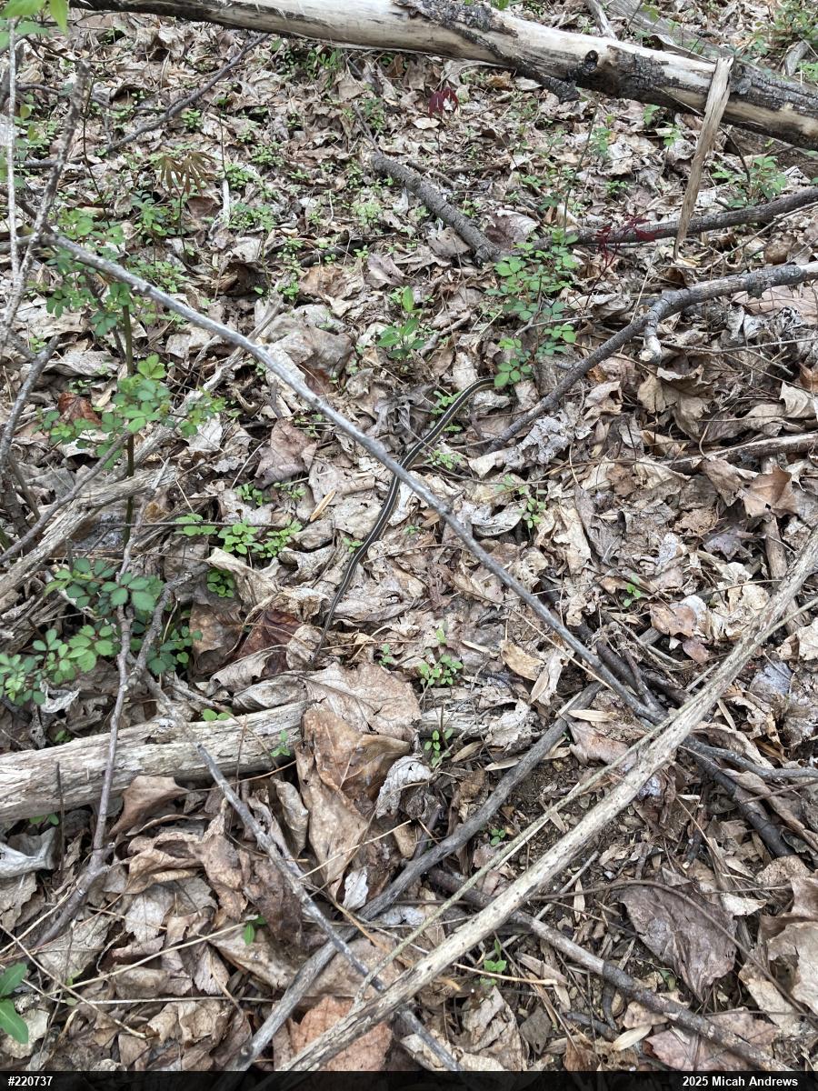 Eastern Gartersnake