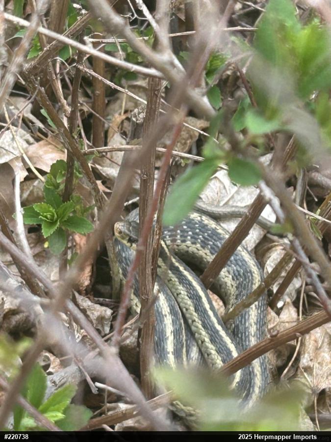 Eastern Gartersnake