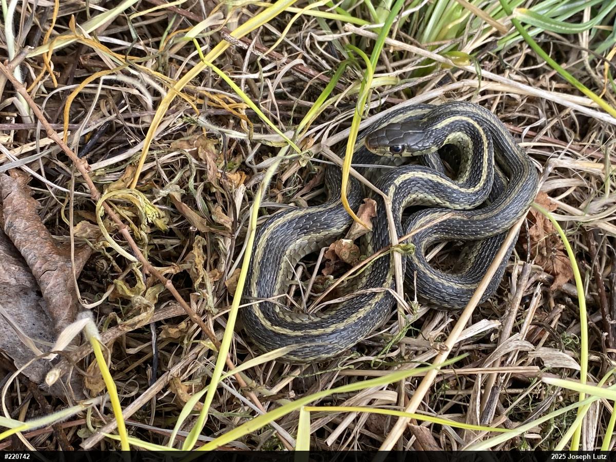 Eastern Gartersnake