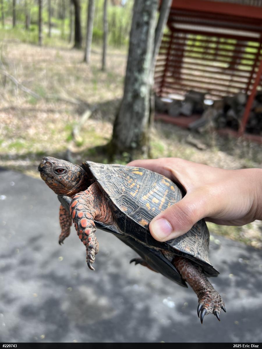 Eastern Box Turtle
