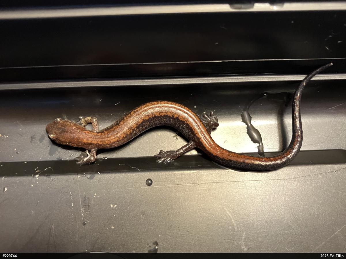Eastern Red-backed  Salamander