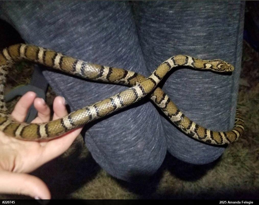 Eastern Milksnake
