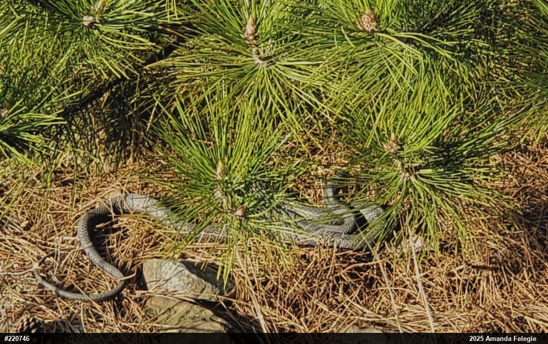 Northern Black Racer