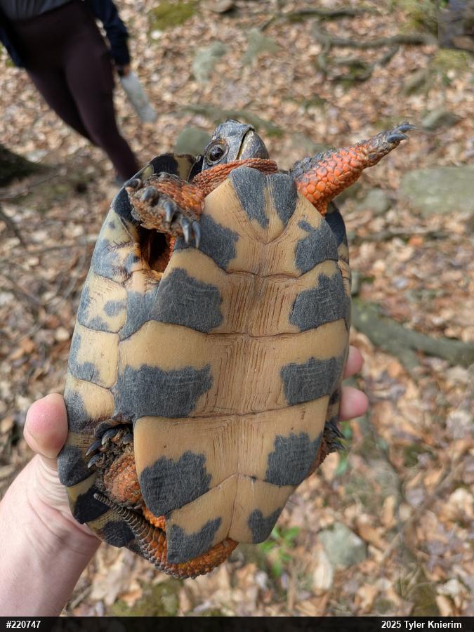Wood Turtle