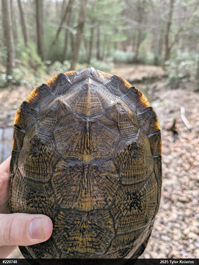 Wood Turtle