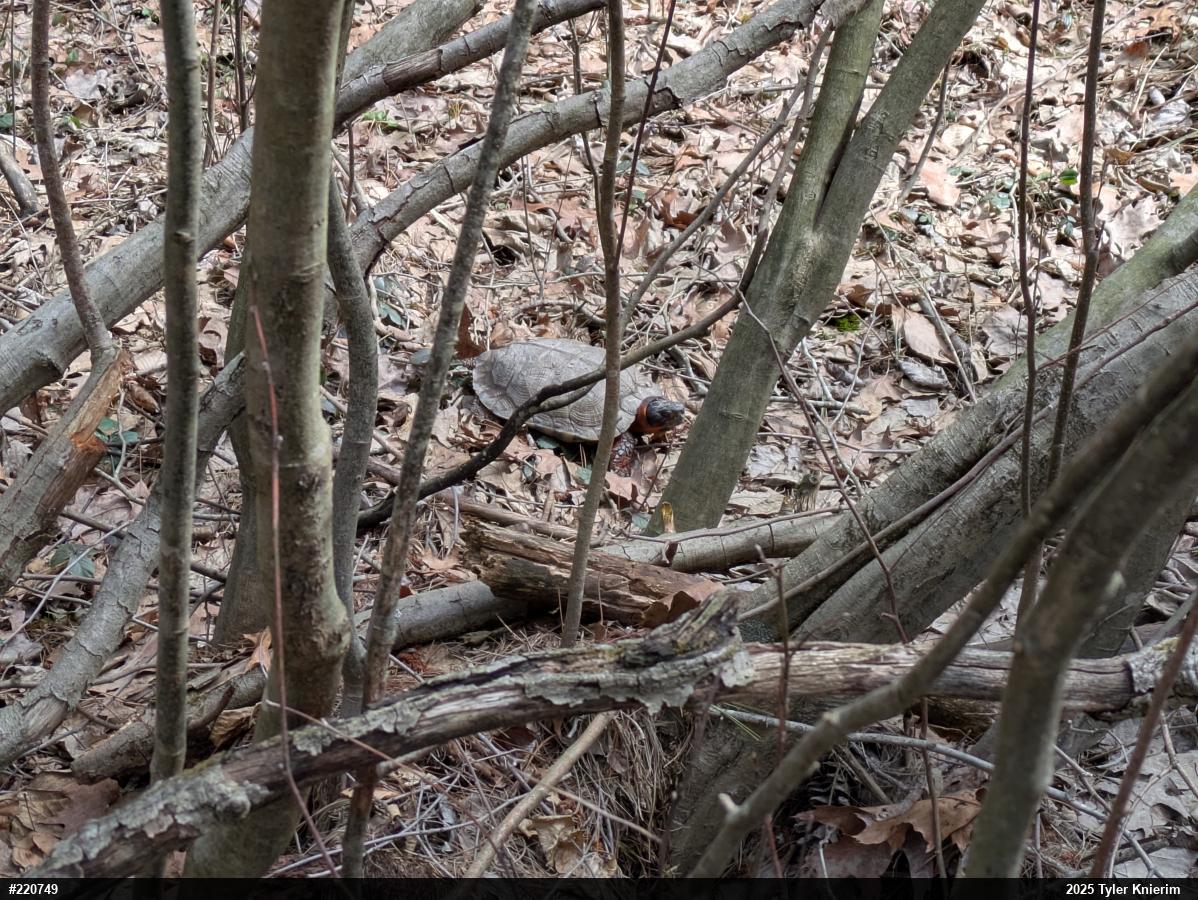 Wood Turtle