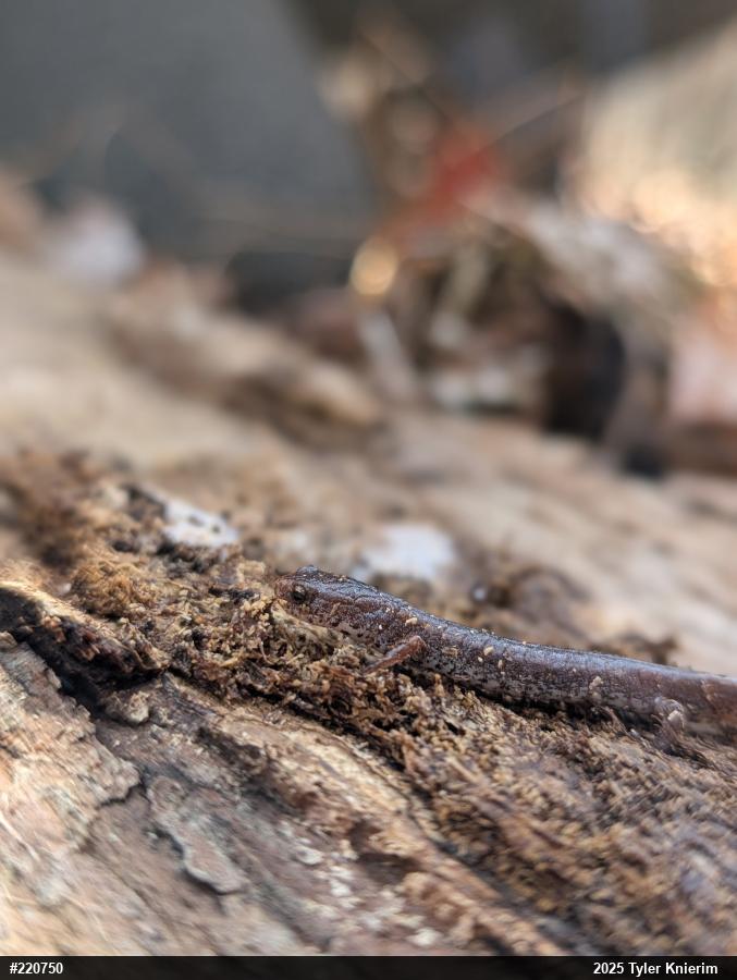 Four-toed Salamander