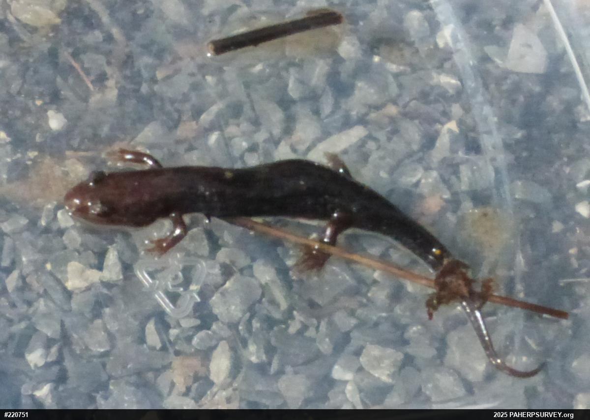 Allegheny Mountain Dusky Salamander
