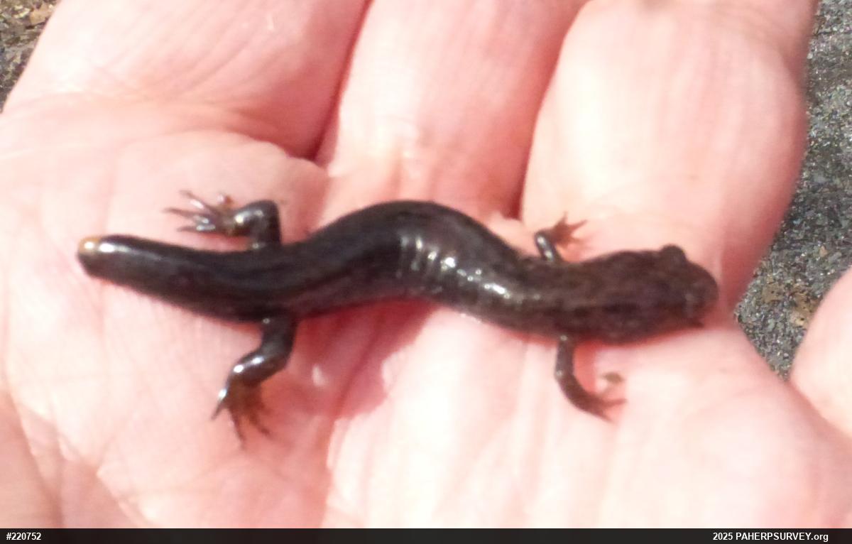 Northern Dusky Salamander