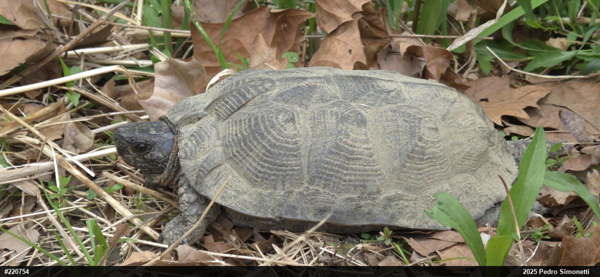 Wood Turtle