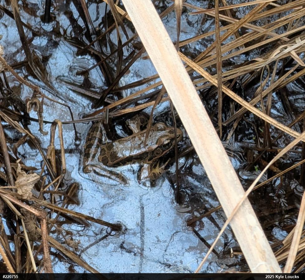 Pickerel Frog