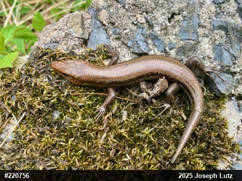 Common Five-lined Skink